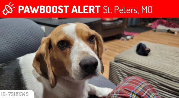 Lost Female Dog last seen Park Charles Blvd N and Snow Hill Dr., St. Peters, MO 63376