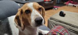 Lost Female Dog last seen Park Charles Blvd N and Snow Hill Dr., St. Peters, MO 63376