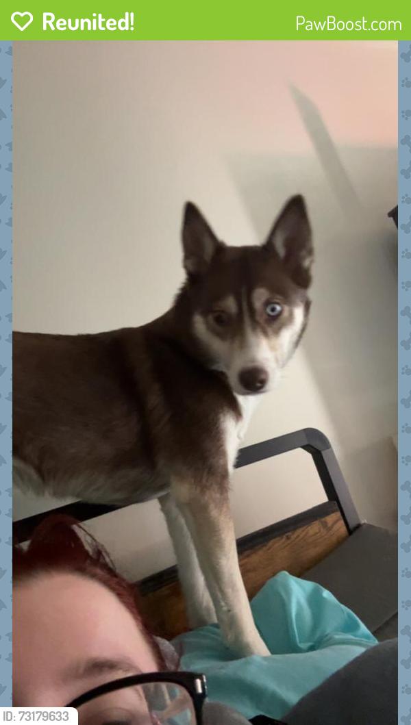 Reunited Female Dog last seen Drennan road and colony hills road, Colorado Springs, CO 80916