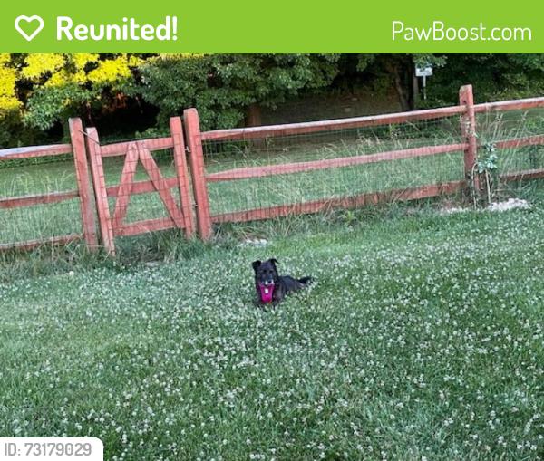 Reunited Female Dog last seen Spring g valley road , Newark, de, Cecil County, MD 21921