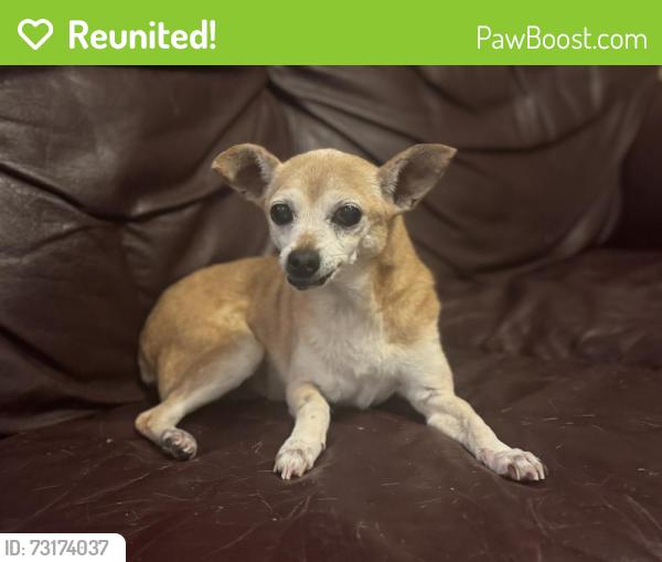 Reunited Female Dog last seen Skaggs Elementary school, Plano, TX 75025