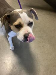 Shelter Stray Female Dog last seen Near BLOCK N NORTHEAST PKY, WICHITA KS 67208, 3303 N Hillside St, Wichita, KS 67219, USA