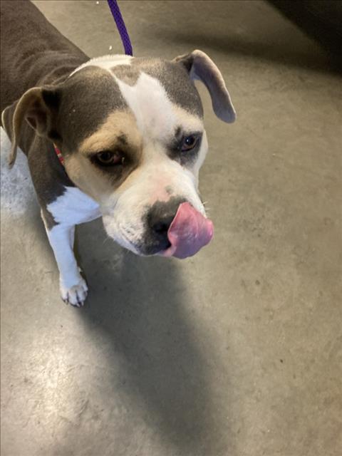 Shelter Stray Female Dog last seen Near BLOCK N NORTHEAST PKY, WICHITA KS 67208, 3303 N Hillside St, Wichita, KS 67219, USA