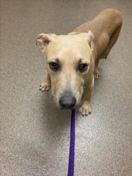 Shelter Stray Male Dog last seen Near BLOCK N NORTHEAST PKY, WICHITA KS 67208, 3303 N Hillside St, Wichita, KS 67219, USA