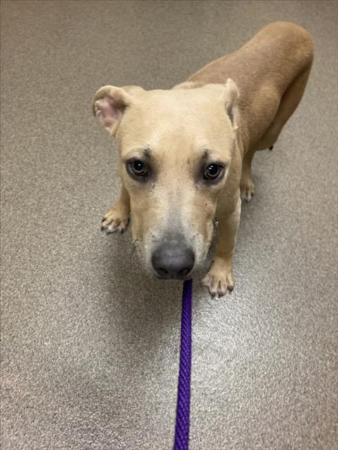 Shelter Stray Male Dog last seen Near BLOCK N NORTHEAST PKY, WICHITA KS 67208, 3303 N Hillside St, Wichita, KS 67219, USA