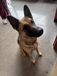 Shelter Stray Female Dog last seen Near BLOCK S MCCOMAS ST, WICHITA KS 67213, 3303 N Hillside St, Wichita, KS 67219, USA
