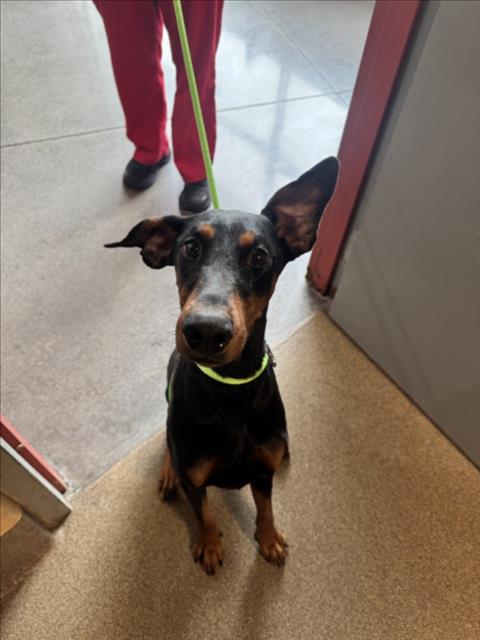 Shelter Stray Female Dog last seen Near BLOCK W 21ST ST N, WICHITA KS 67223, 3303 N Hillside St, Wichita, KS 67219, USA