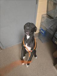 Shelter Stray Male Dog last seen Near BLOCK S JANE ST, HAYSVILLE KS 67060, 3303 N Hillside St, Wichita, KS 67219, USA
