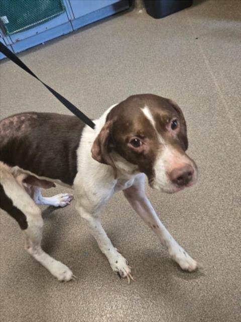 Shelter Stray Male Dog last seen Near BLOCK E KELLOGG ST, WICHITA KS 67207, 3303 N Hillside St, Wichita, KS 67219, USA