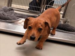 Shelter Stray Female Dog last seen Near BLOCK E 13TH ST N, WICHITA KS 67206, 3303 N Hillside St, Wichita, KS 67219, USA