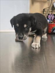 Shelter Stray Male Dog last seen Near BLOCK N WEST ST, WICHITA KS 67203, 3303 N Hillside St, Wichita, KS 67219, USA