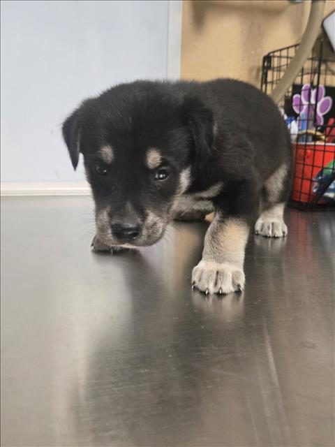 Shelter Stray Male Dog last seen Near BLOCK N WEST ST, WICHITA KS 67203, 3303 N Hillside St, Wichita, KS 67219, USA