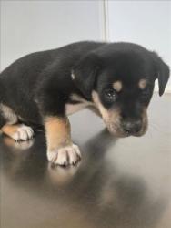 Shelter Stray Male Dog last seen Near BLOCK N WEST ST, WICHITA KS 67203, 3303 N Hillside St, Wichita, KS 67219, USA