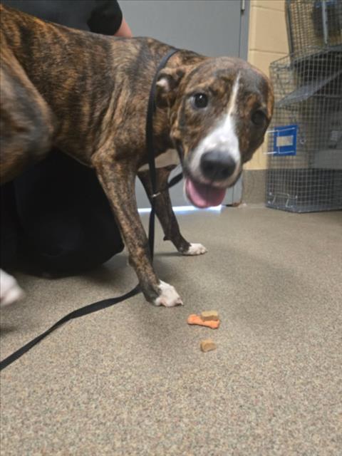 Shelter Stray Male Dog last seen Near BLOCK S BROADWAY AVE, WICHITA KS 67216, 3303 N Hillside St, Wichita, KS 67219, USA