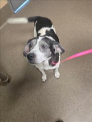 Shelter Stray Female Dog last seen Near BLOCK S GLENN AVE, WICHITA KS 67213, 3303 N Hillside St, Wichita, KS 67219, USA