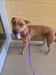 Shelter Stray Female Dog last seen Near BLOCK S VINE ST, WICHITA KS 67213, 3303 N Hillside St, Wichita, KS 67219, USA