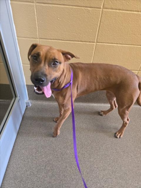 Shelter Stray Female Dog last seen Near BLOCK S VINE ST, WICHITA KS 67213, 3303 N Hillside St, Wichita, KS 67219, USA
