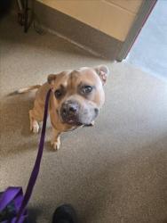 Shelter Stray Male Dog last seen Near BLOCK N HYDRAULIC AVE, WICHITA KS 67219, 3303 N Hillside St, Wichita, KS 67219, USA