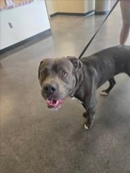 Shelter Stray Male Dog last seen Near BLOCK N PARK PL, WICHITA KS 67203, 3303 N Hillside St, Wichita, KS 67219, USA