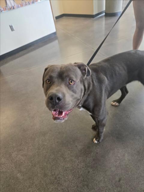 Shelter Stray Male Dog last seen Near BLOCK N PARK PL, WICHITA KS 67203, 3303 N Hillside St, Wichita, KS 67219, USA