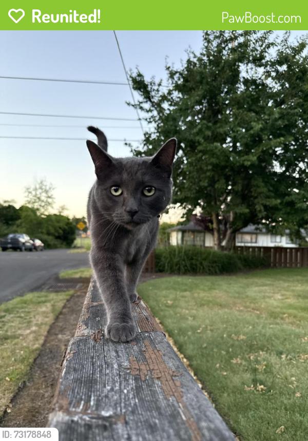 Reunited Female Cat last seen Menlo dr & 6th st, Beaverton, OR 97005
