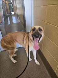 Shelter Stray Female Dog last seen Near BLOCK E ELM ST, WICHITA KS 67208, 3303 N Hillside St, Wichita, KS 67219, USA