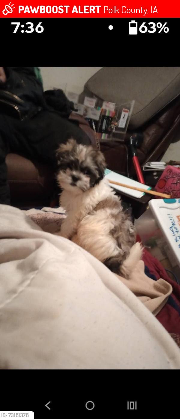 Lost Female Dog last seen Caseys ne14th and broadway, Polk County, IA 50313
