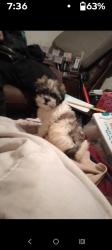 Lost Female Dog last seen Caseys ne14th and broadway, Polk County, IA 50313