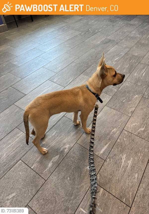 Found/Stray Unknown Dog last seen Near Knox Ct, Denver, CO 80204