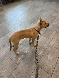 Found/Stray Unknown Dog last seen Near Knox Ct, Denver, CO 80204