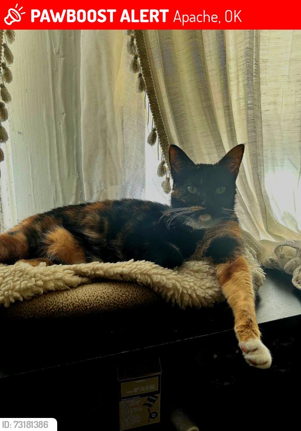 Lost Female Cat last seen Hatchetville, Rd, Apache, OK 73006