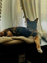 Lost Female Cat last seen Hatchetville, Rd, Apache, OK 73006