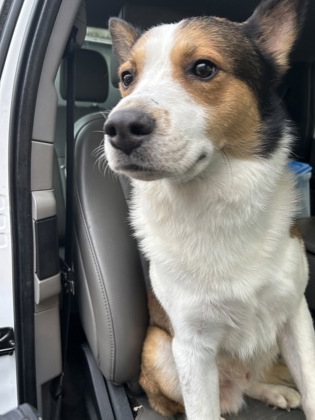 Shelter Stray Male Dog last seen Near spalding lane, Sandy Springs, GA, 1251 Fulton Industrial Blvd NW, Atlanta, GA 30336, USA