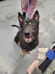 Shelter Stray Male Dog last seen Near Portsmouth Dr, Rancho Cordova,, 6201 Florin Perkins Rd, Sacramento, CA 95828, USA