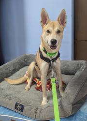 Shelter Stray Female Dog last seen Off 285 Express Way, 30340, 30340, GA, 3280 Chamblee Dunwoody Rd, Chamblee, GA 30341, USA