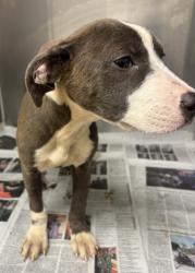 Shelter Stray Unknown Dog last seen Near Lawrence St, 30079, GA, 3280 Chamblee Dunwoody Rd, Chamblee, GA 30341, USA