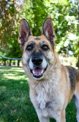 Shelter Stray Female Dog last seen Near US Hwy 12, Yakima County, WA, 2405 W Birchfield Rd, Yakima, WA 98901, USA