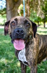Shelter Stray Female Dog last seen Near blk 8th St, City of Yakima, WA, 2405 W Birchfield Rd, Yakima, WA 98901, USA