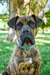 Shelter Stray Female Dog last seen Near blk 8th St, City of Yakima, WA, 2405 W Birchfield Rd, Yakima, WA 98901, USA
