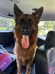 Found/Stray Female Dog last seen Lucasville Rd and Moor Green Dr, Manassas, VA, Manassas, VA 20112