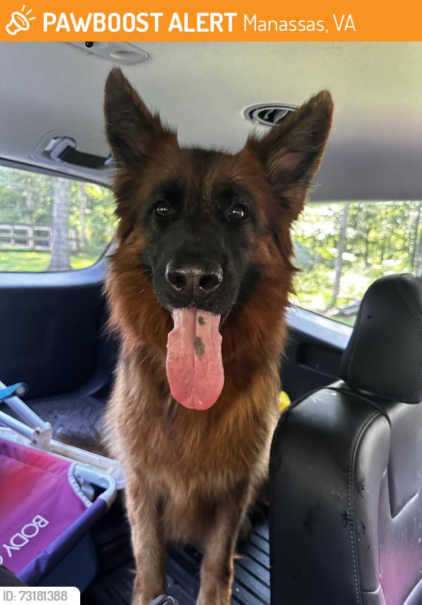 Found/Stray Female Dog last seen Lucasville Rd and Moor Green Dr, Manassas, VA, Manassas, VA 20112