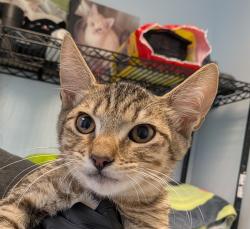 Shelter Stray Male Cat last seen Near Altadena Avenue, San Diego, CA, 92105, 5500 Gaines St, San Diego, CA 92110, USA