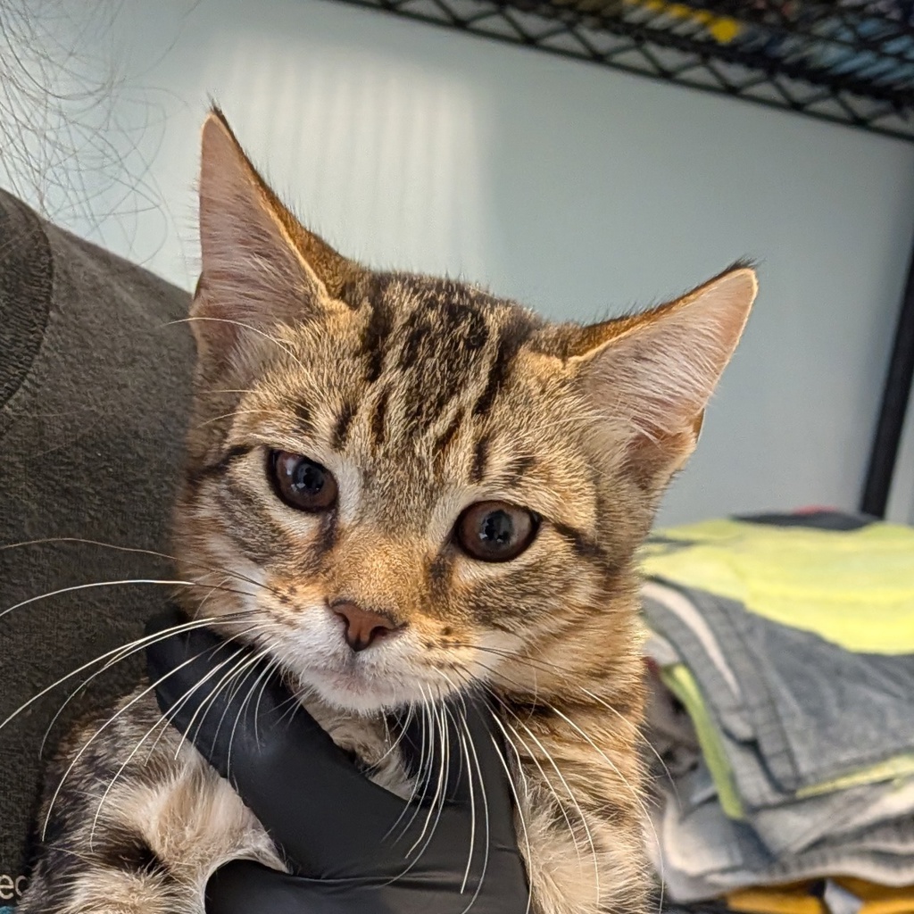 Shelter Stray Female Cat last seen Near Altadena Avenue, San Diego, CA, 92105, 5500 Gaines St, San Diego, CA 92110, USA