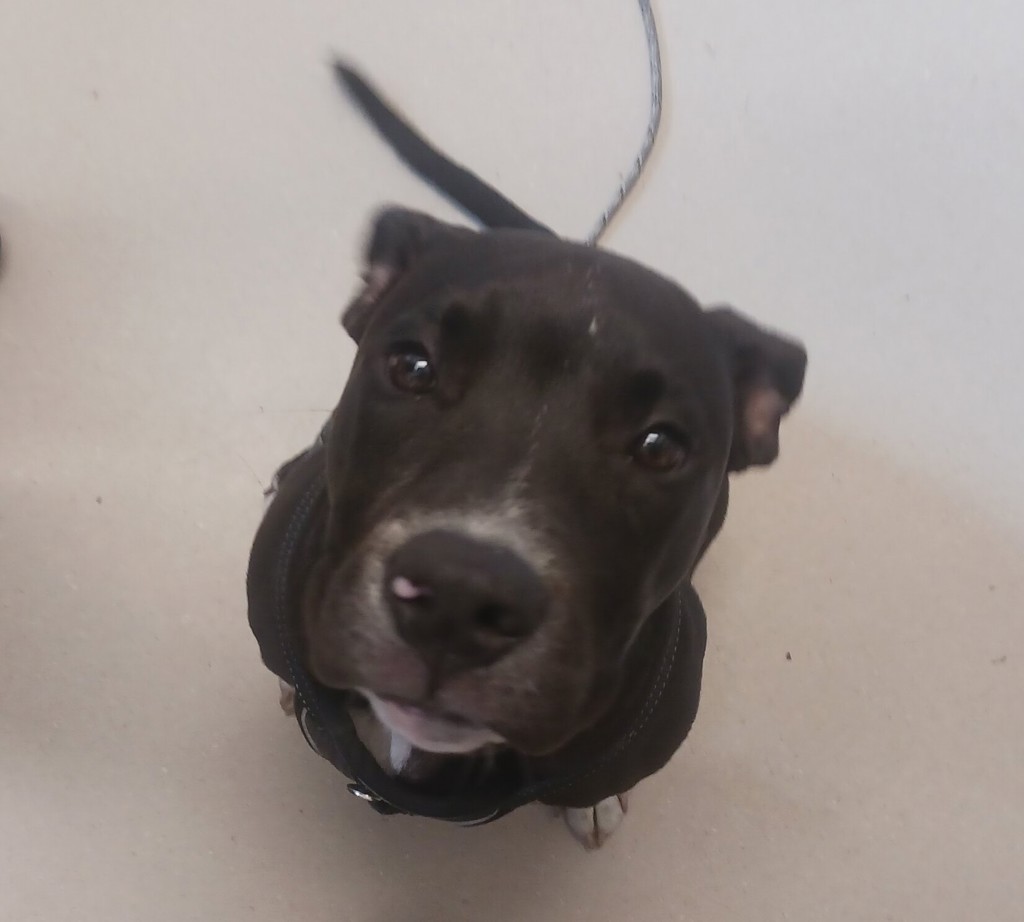 Shelter Stray Male Dog last seen Near Del Barton Street, San Diego, CA, 92120, 5500 Gaines St, San Diego, CA 92110, USA