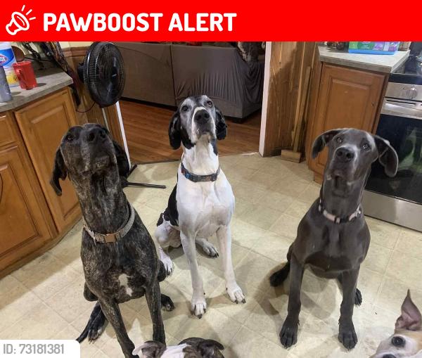 Lost Female Dog last seen St rd 63, Honey Creek Township, IN 47802