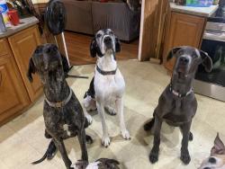 Lost Female Dog last seen St rd 63, Honey Creek Township, IN 47802
