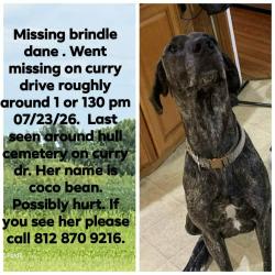 Lost Female Dog last seen West curry drive and state road 63, Honey Creek Township, IN 47802
