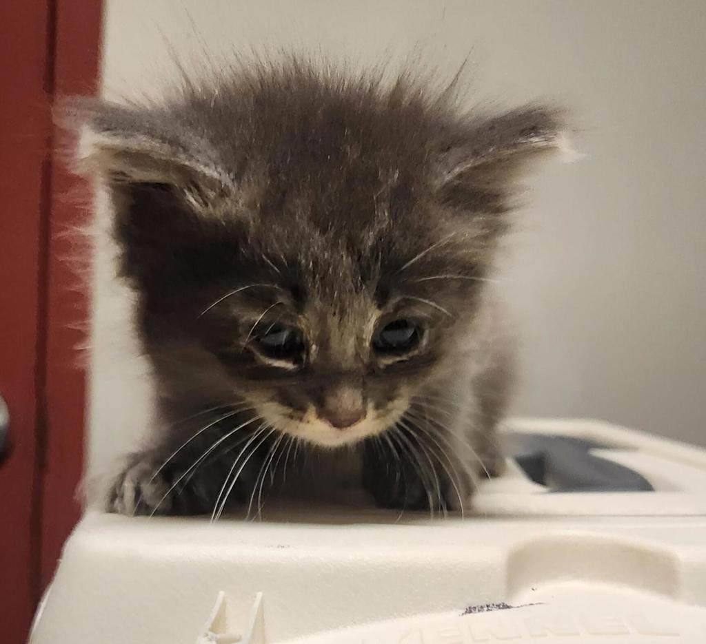 Shelter Stray Male Cat last seen found in Aunt's backyard on 1800 Davis in San Leandro., SAN LEANDRO, CA, 94577, 8323 Baldwin St, Oakland, CA 94621, USA