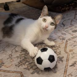 Shelter Stray Female Cat last seen , 361 S Raymond Ave, Pasadena, CA 91105, USA