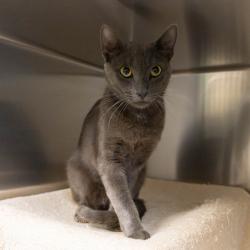 Shelter Stray Male Cat last seen , 361 S Raymond Ave, Pasadena, CA 91105, USA